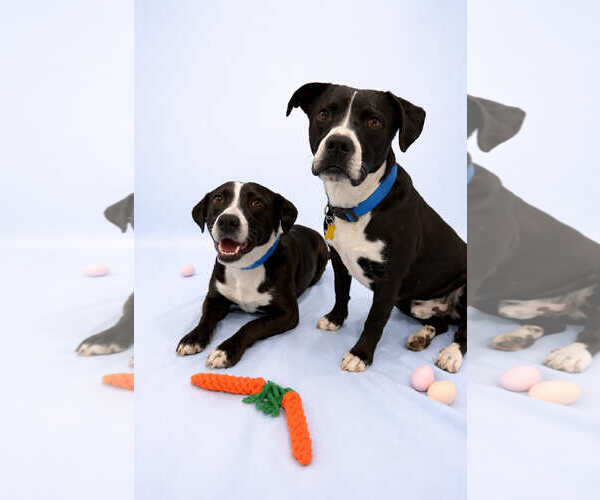 Medium Photo #8 Mutt Puppy For Sale in Sandy, UT, USA