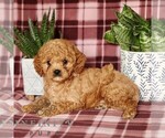 Small #4 Cavapoo