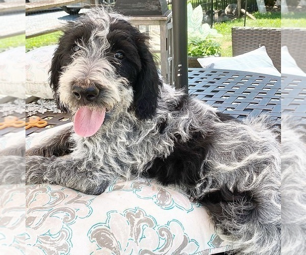 Medium Photo #4 Poodle (Standard)-Wirehaired Pointing Griffon Mix Puppy For Sale in MOHNTON, PA, USA