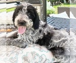 Small Photo #4 Poodle (Standard)-Wirehaired Pointing Griffon Mix Puppy For Sale in MOHNTON, PA, USA