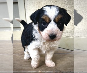 Aussiedoodle Miniature  Puppy for sale in WEST GROVE, PA, USA
