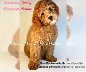 Goldendoodle Puppy for sale in MC KEE, KY, USA
