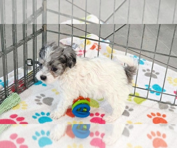 Medium Photo #8 Havapoo Puppy For Sale in ORO VALLEY, AZ, USA