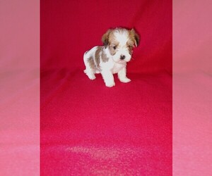 Medium Morkie