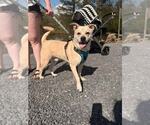 Small #4 Mutt