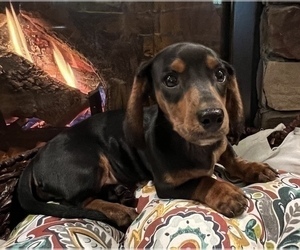 Dachshund Dog for Adoption in NOBLESVILLE, Indiana USA
