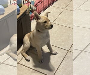 German Shepherd Dog-Unknown Mix Dogs for adoption in The Woodlands, TX, USA