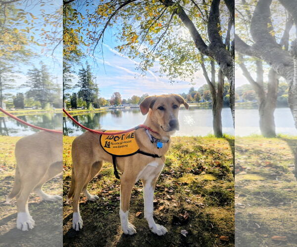 Medium Photo #2 Mutt Puppy For Sale in Rockaway, NJ, USA