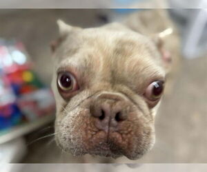 French Bulldog Dogs for adoption in Santa Maria, CA, USA