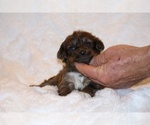 Small #1 Poodle (Toy)-YorkiePoo Mix