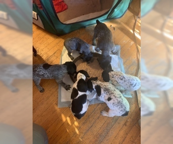 Medium Photo #5 German Shorthaired Pointer Puppy For Sale in GRAND TERRACE, CA, USA