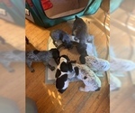 Small Photo #5 German Shorthaired Pointer Puppy For Sale in GRAND TERRACE, CA, USA