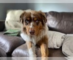 Small Photo #1 Australian Shepherd Puppy For Sale in ATHENS, TN, USA
