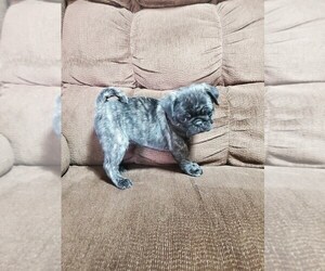 Pug Puppy for sale in FREEPORT, IL, USA