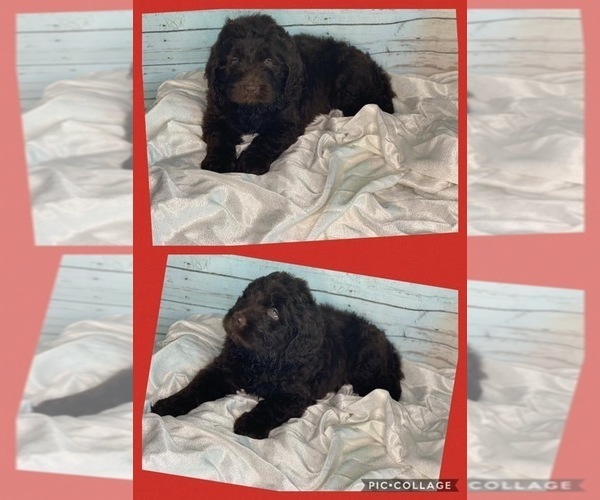 Medium Photo #1 Newfoundland Puppy For Sale in ADAMS, TN, USA