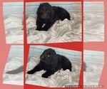 Small Photo #1 Newfoundland Puppy For Sale in ADAMS, TN, USA