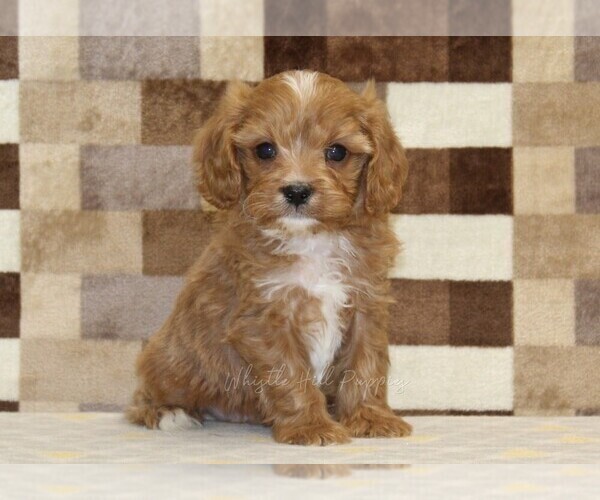 Medium Photo #1 Cavapoo (Miniature) Puppy For Sale in DENVER, PA, USA