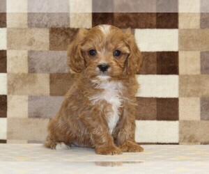 Cavapoo (Miniature) Puppy for sale in DENVER, PA, USA