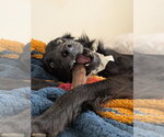 Small #1 Retriever  Mix