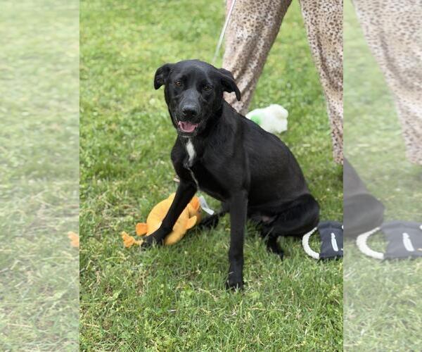 Medium Photo #4 Catahoula Leopard Dog-Labrador Retriever Mix Puppy For Sale in Yardley, PA, USA