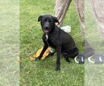 Small #3 Catahoula Leopard Dog-Labrador Retriever Mix