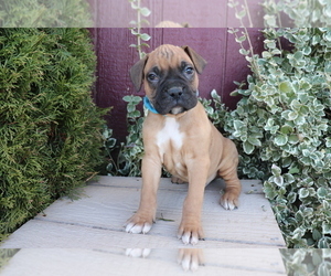 Boxer Puppy for sale in SHILOH, OH, USA