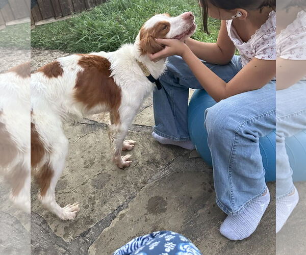 Medium Photo #6 Brittany Puppy For Sale in Curwensville, PA, USA