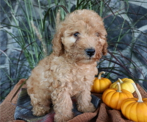 Poodle (Miniature) Puppy for sale in HONEY BROOK, PA, USA