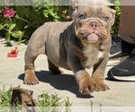 Puppy Handsome Bulldog