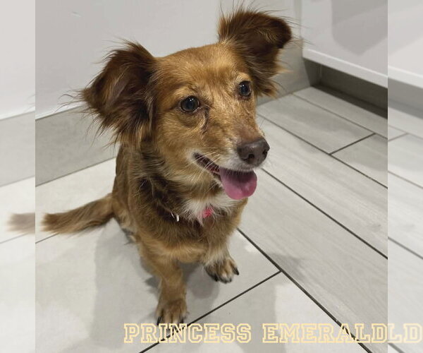 Medium Photo #10 Chiweenie Puppy For Sale in San Antonio, TX, USA