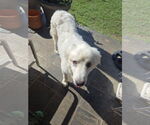 Small #12 Great Pyrenees Mix