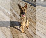 Small Photo #2 German Shepherd Dog-Unknown Mix Puppy For Sale in Columbus, IN, USA