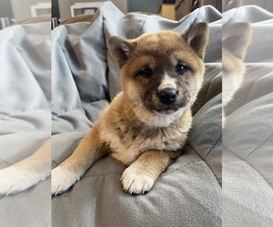Shiba Inu Puppy for sale in MONETT, MO, USA