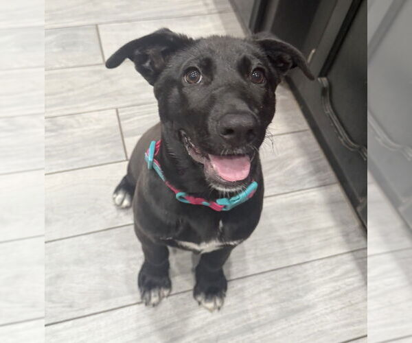 Medium Photo #26 Labrador Retriever-Unknown Mix Puppy For Sale in OKLAHOMA CITY, OK, USA