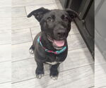 Small #25 Labrador Retriever Mix