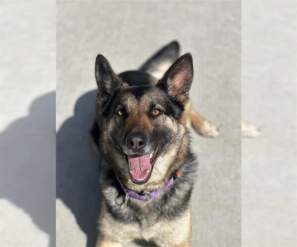Medium Photo #1 German Shepherd Dog-Unknown Mix Puppy For Sale in Elk Grove, CA, USA