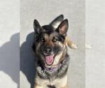 Small German Shepherd Dog Mix