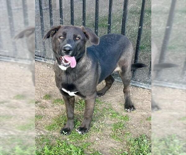 Medium Photo #1 Labrador Retriever-Unknown Mix Puppy For Sale in Riverside, CA, USA