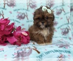 Small #4 Shih-Poo