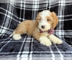 Small #3 Cavapoo (Miniature)