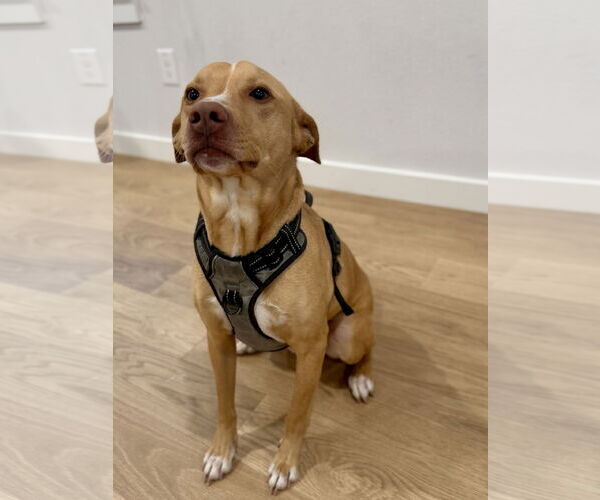 Medium Photo #3 American Pit Bull Terrier-Chihuahua Mix Puppy For Sale in McKinney, TX, USA