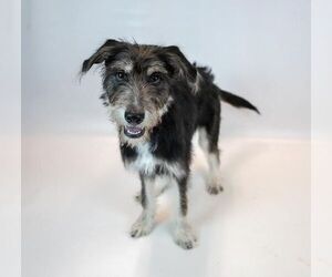 Shannon - Female Retriever -Unknown Mix Dog for Adoption - Photo #6