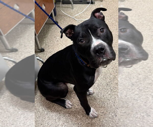 Medium Photo #3 American Pit Bull Terrier Puppy For Sale in Great Bend, KS, USA