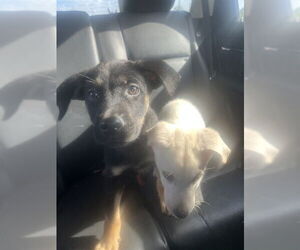 German Shepherd Dog-Unknown Mix Dogs for adoption in San Antonio, TX, USA