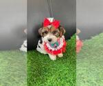 Small #6 Yorkshire Terrier