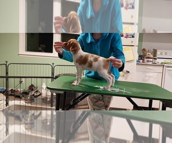 Medium Photo #15 Brittany Puppy For Sale in SOMERSET, OH, USA