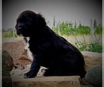 Small Photo #5 Goldendoodle Puppy For Sale in CHEYENNE, WY, USA