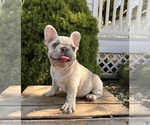 Image preview for Ad Listing. Nickname: Zeppelin