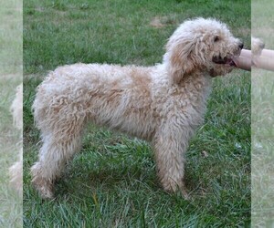 Poodle (Standard) Puppy for sale in SHIPPENSBURG, PA, USA