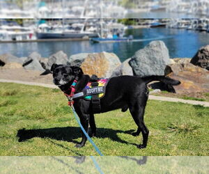 Cheagle Dogs for adoption in San Diego, CA, USA